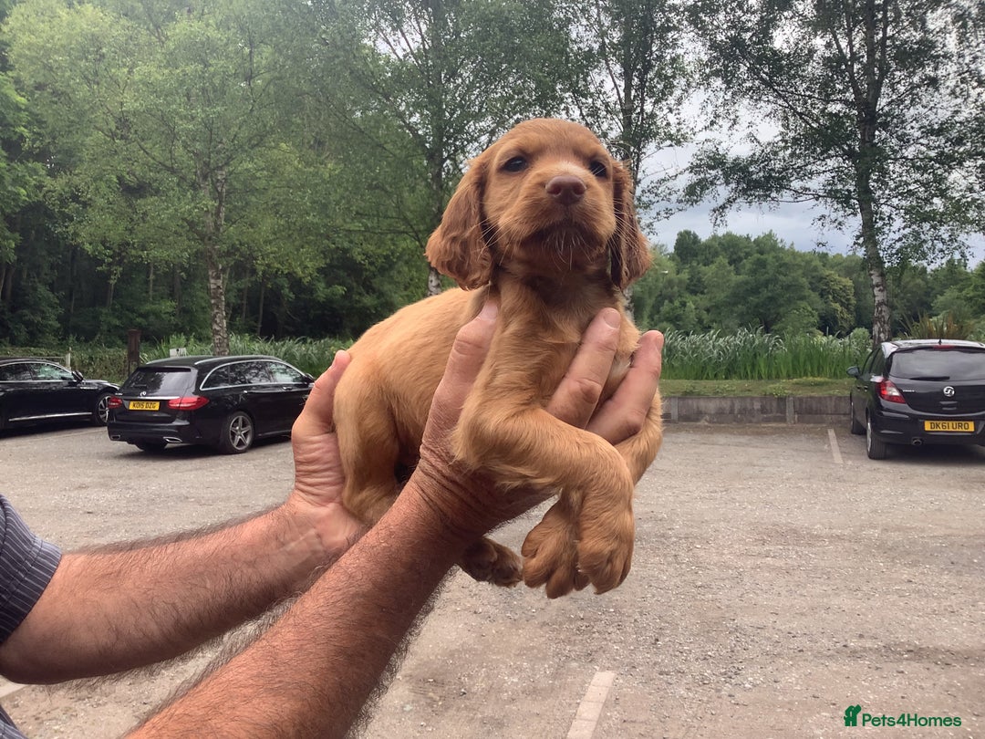 Cocker Spaniel dogs for sale: Mr Mark Hulme in Sandbach - Image 5