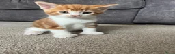Domestic Shorthair cats for sale: Beautiful male kittens  - Advert 6