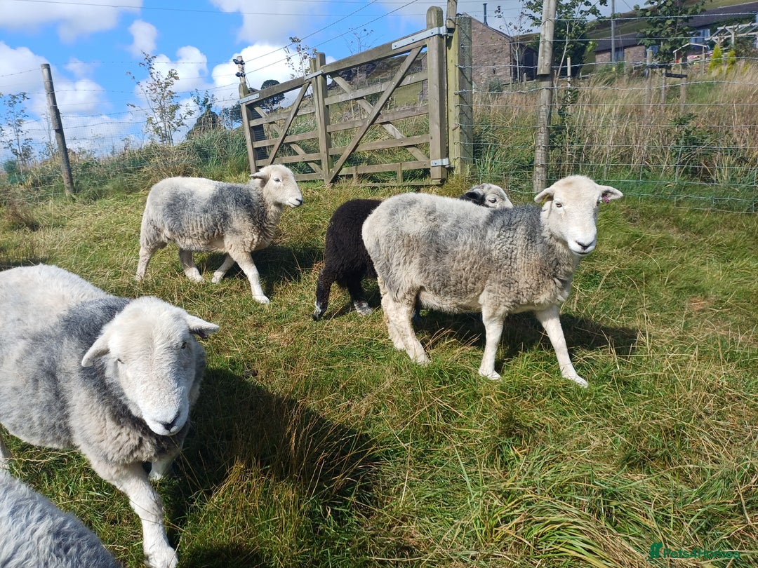Sheep livestock for sale: Beautiful Herdwick Sheep - Lambs and Shearlings - Image 2