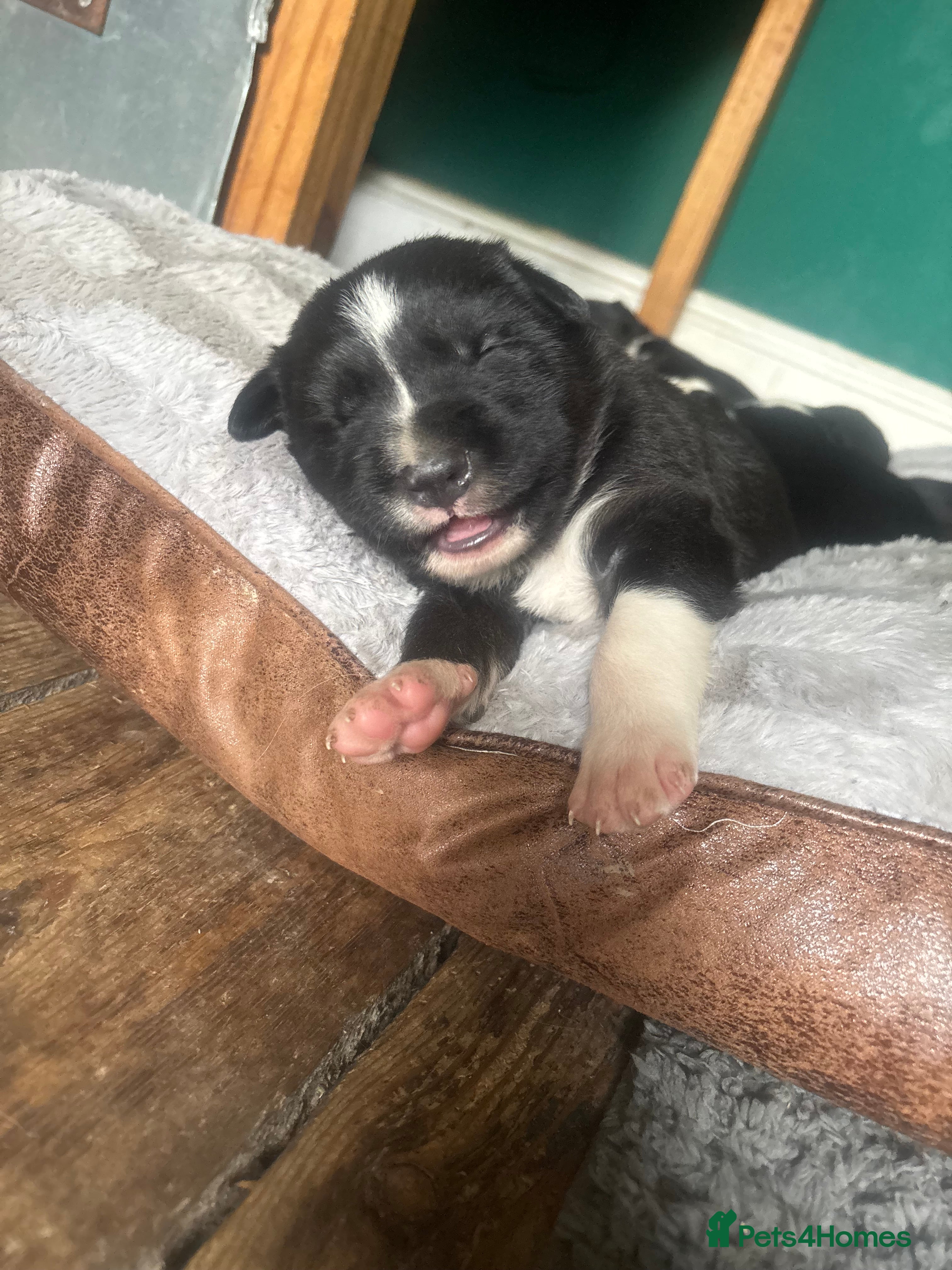 Mixed Breed dogs Beautiful Huntaway X Collie Pups  - Advert 2