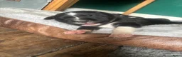 Mixed Breed dogs for sale: Beautiful Huntaway X Collie Pups - Advert 21