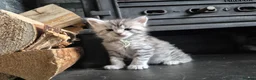 Maine Coon cats for sale: Maine coone kittens in Ebbw Vale - Advert 7