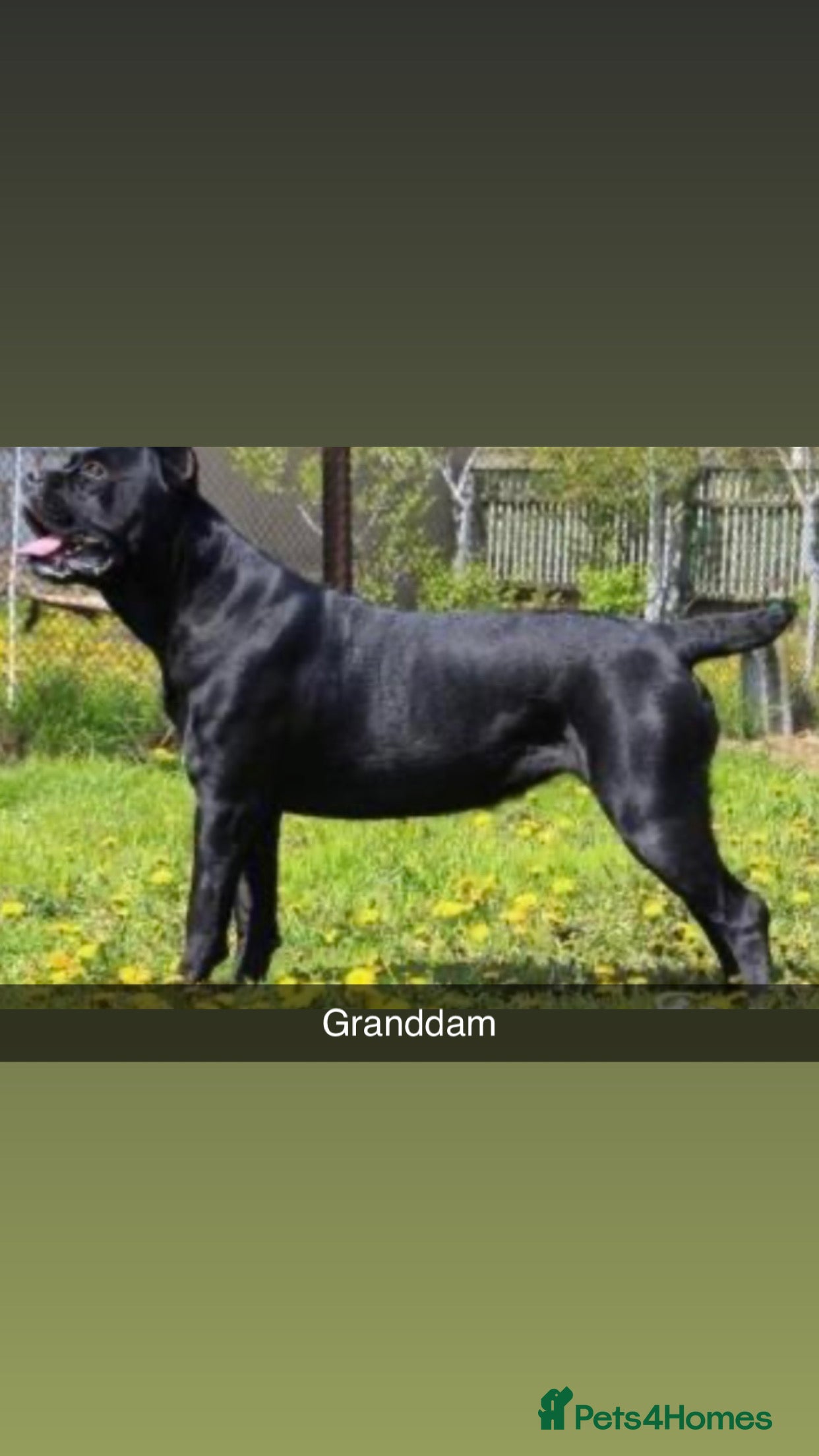 Cane Corso dogs INTERNATIONAL CHAMPION BLOODLINE PUPPIES  - Advert 2