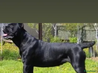 Cane Corso dogs INTERNATIONAL CHAMPION BLOODLINE PUPPIES - Advert 2
