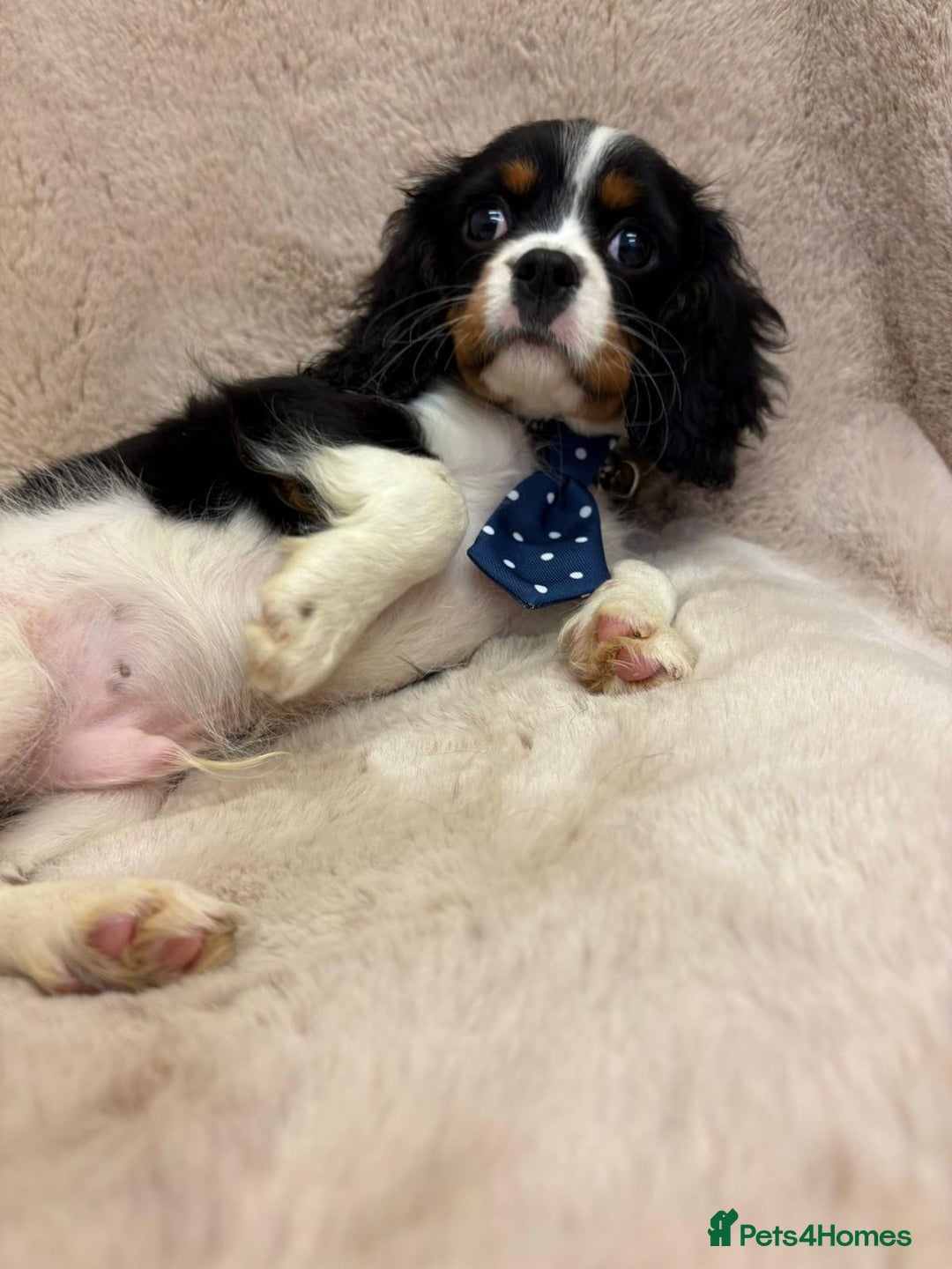 Cavalier King Charles Spaniel dogs for sale: Beautiful Cavalier, King, Charles boy ❤️ - Image 8