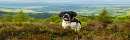 Pointer dogs for sale: Gorgeous KC reg Pointer Puppies in Maidstone - Advert 13
