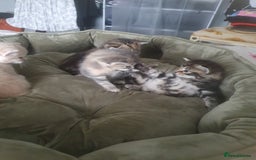 Mixed Breed cats for sale: Miss sijanda  - Image 11