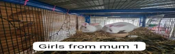 New Zealand rabbits for sale: NewZealand Whites - Advert 6