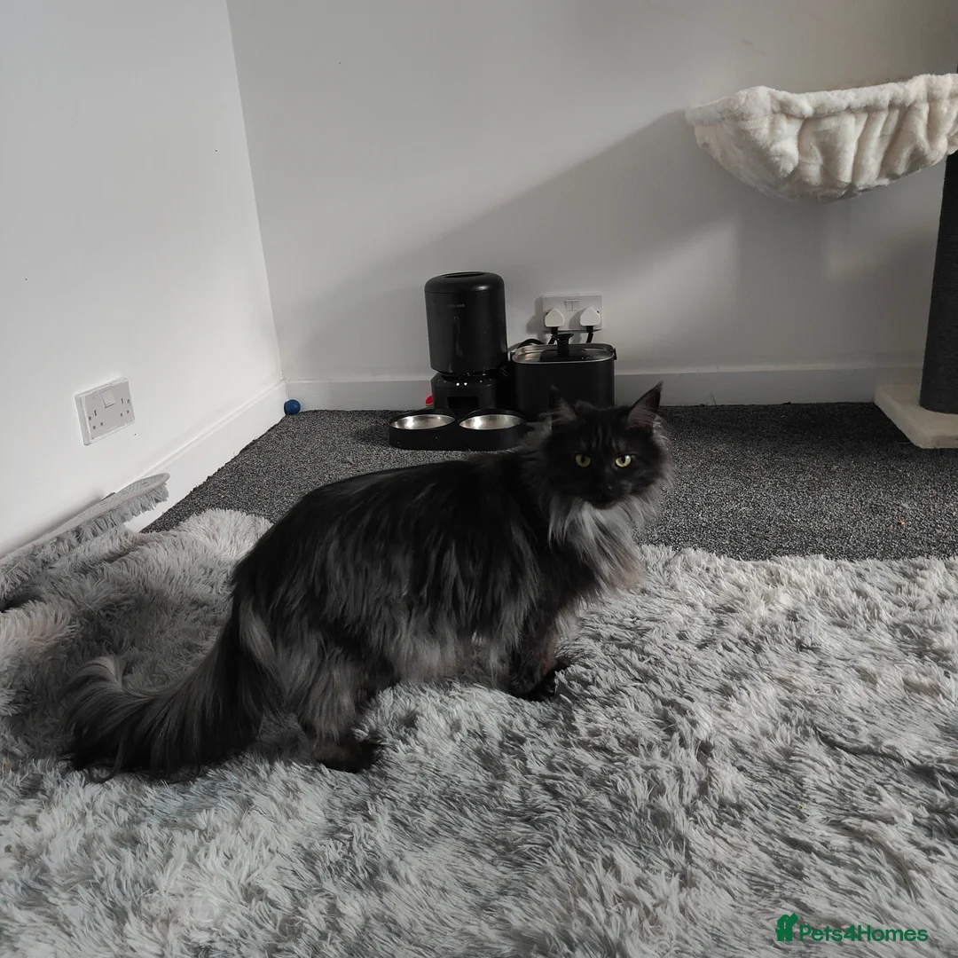 Maine Coon cats for sale: European Mainecoon Cat - Advert 1