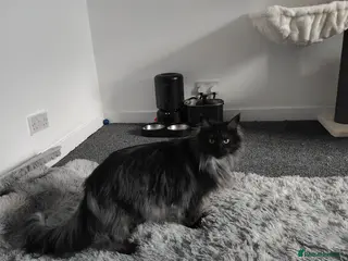 Maine Coon cats European Mainecoon Cat - Advert 17