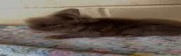 Lionhead rabbits for sale: Beautiful double maned lion heads  - Advert 4