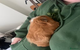 Guinea Pig rodents for sale: Two bonded male guinea pigs along with full set up - Image 4