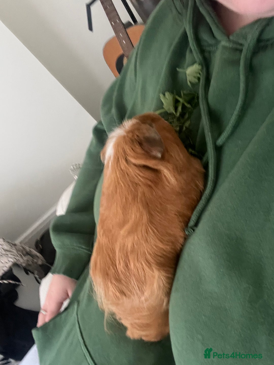 Guinea Pig rodents for sale: Two bonded male guinea pigs along with full set up - Image 4
