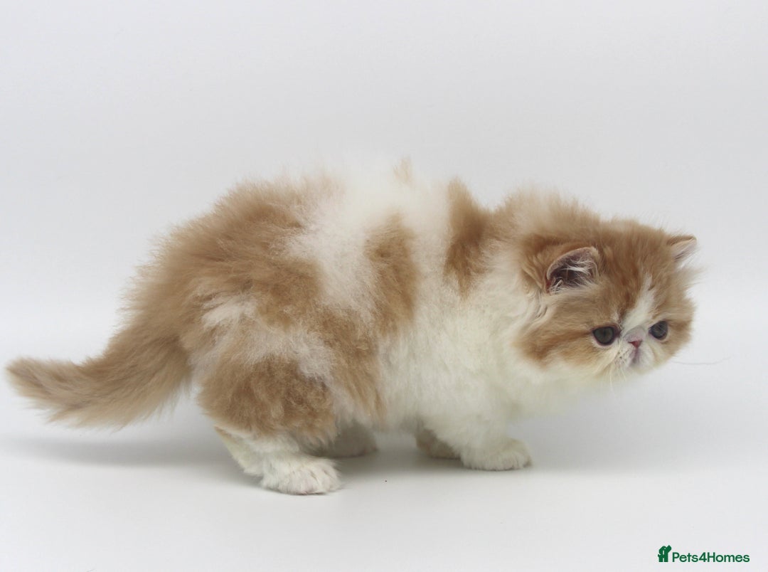 Exotic cats for sale: Quality TICA Reg Exotic & Persian Kittens - Advert 11