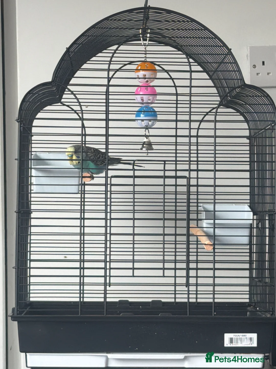 Budgerigars birds for sale: 5 months male budgie in Staines - Advert 2