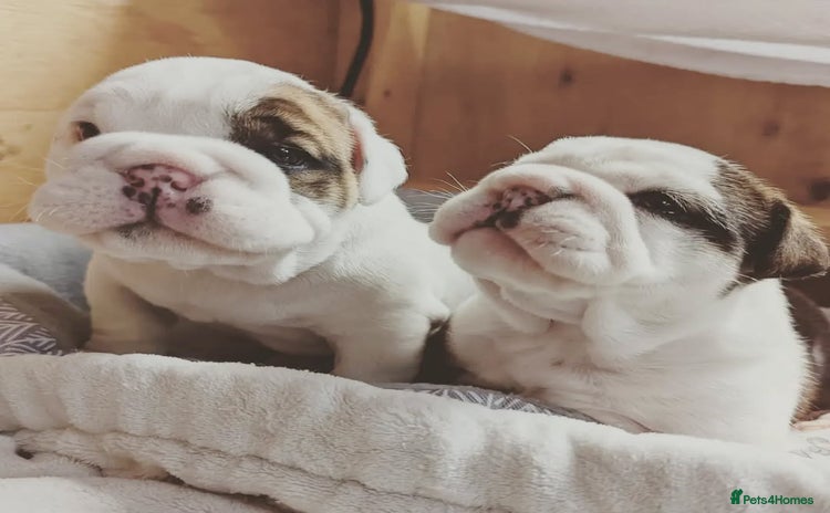 English Bulldog dogs - Advert 1