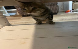 Domestic Shorthair cats for sale: Gorgeous tabby kitten  - Image 8