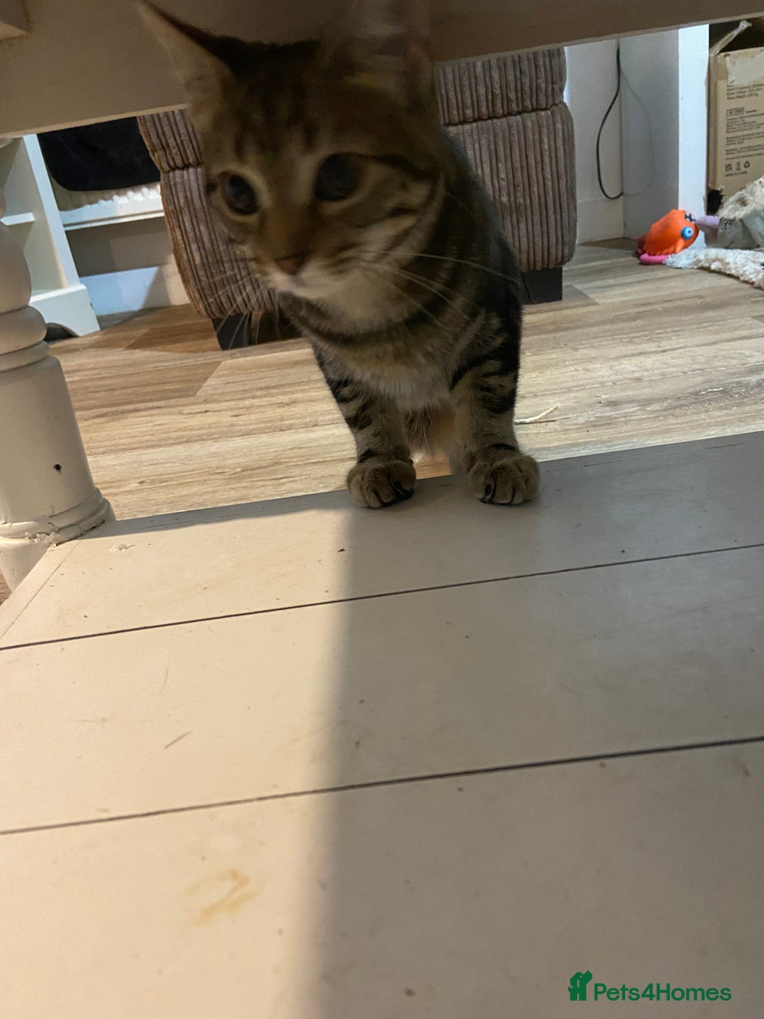 Domestic Shorthair cats for sale: Gorgeous tabby kitten  - Image 8