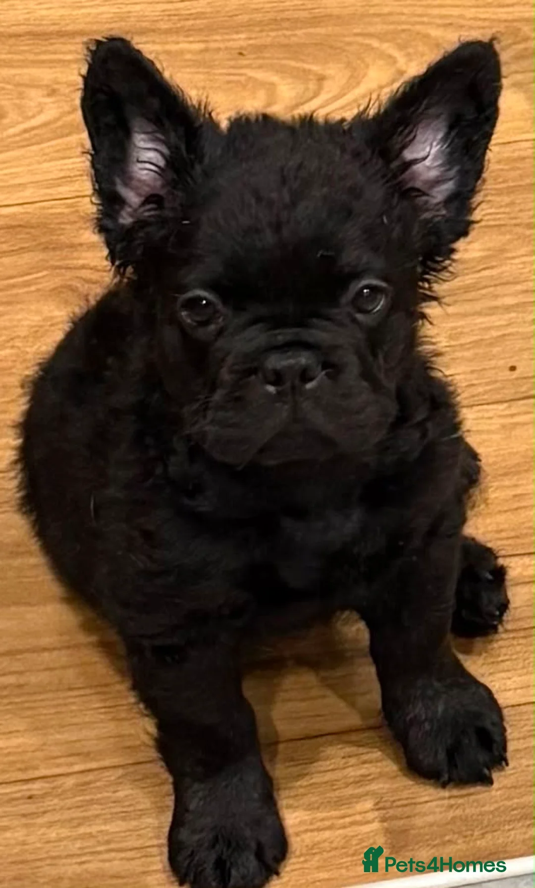 French Bulldog dogs for sale: Fluffy frenchies READY NOW - Advert 2