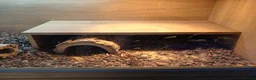 Bearded Dragon reptiles for sale: Bearded dragon for sale  in Coventry - Advert 4
