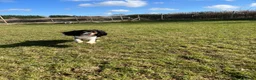 Cavalier King Charles Spaniel dogs for sale: KC Cavalier King Charles DNA 5* licensed home bred - Advert 28