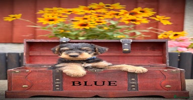 Airedale Terrier dogs - Advert 4