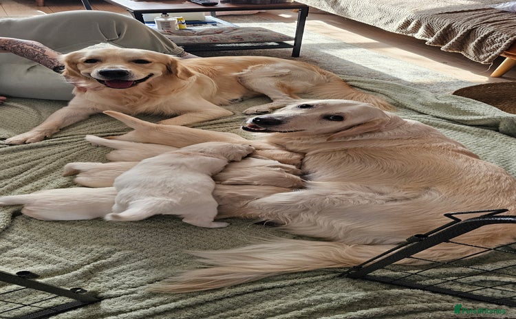 Golden Retriever dogs - Advert 8