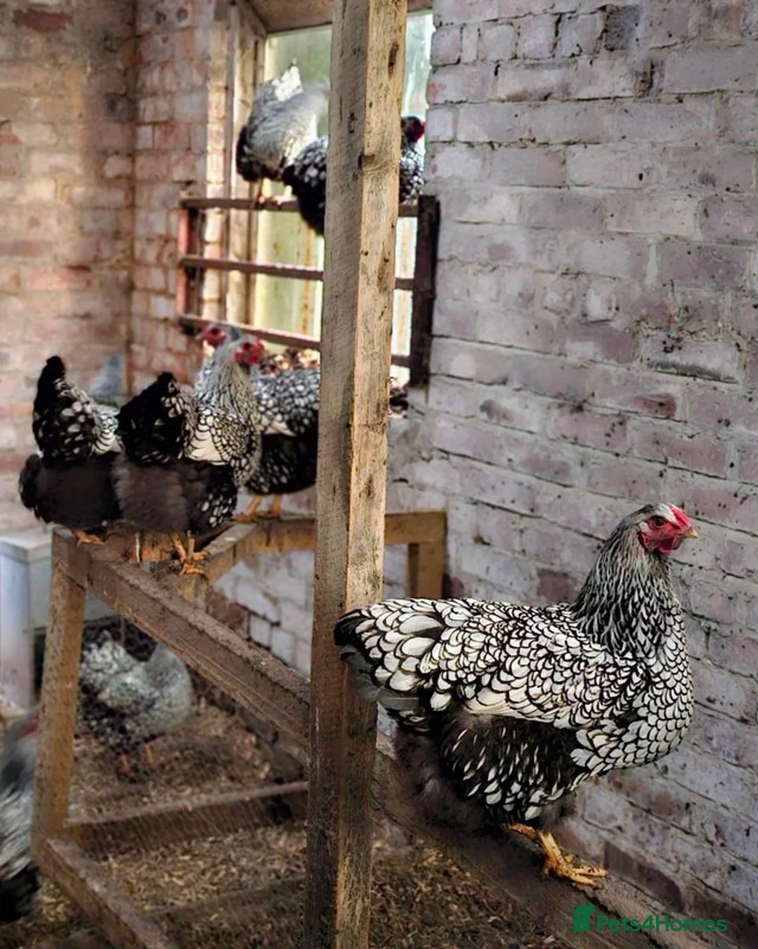 Chickens poultry for sale: Silver Laced Wyandotte Large Fowl Hens POL - Advert 3