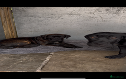 Presa Canario dogs for sale: Presa canario female  - Image 7