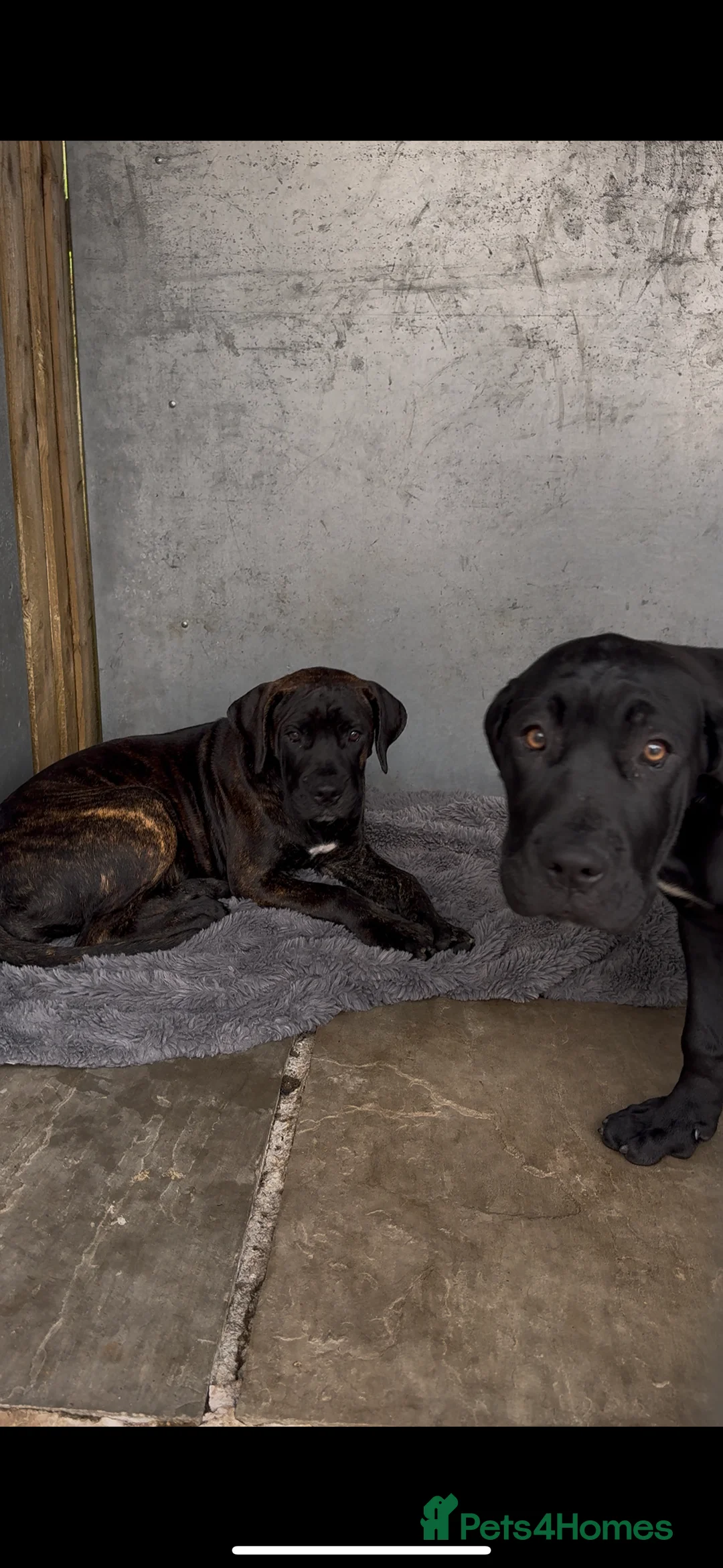Presa Canario dogs for sale: Presa canario female  - Advert 7