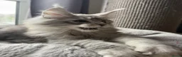 Maine Coon cats for sale: 🐾Three Beautiful Pedigree Maine Coon Boys🐾 - Advert 12