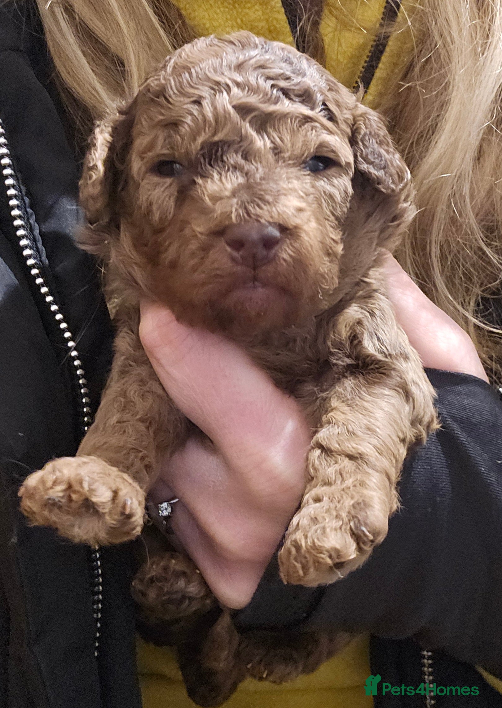 Cavapoo dogs Stunning Quality F1b Cavapoos - Advert 11