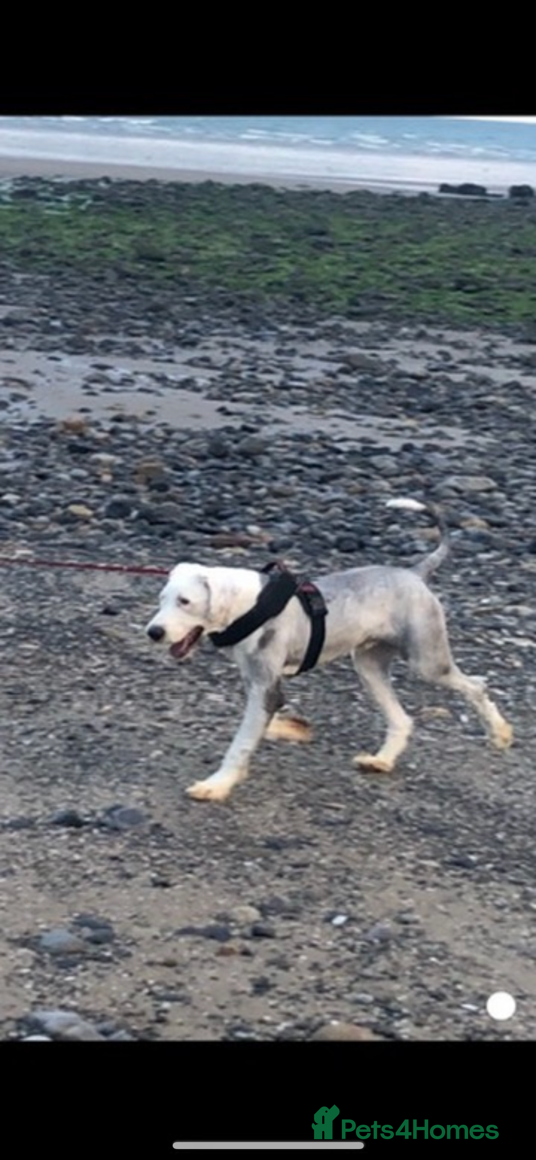 Old English Sheepdog dogs for sale: Old English sheep dog pups - Advert 14