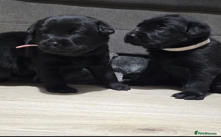 Labrador Retriever dogs - Advert 1
