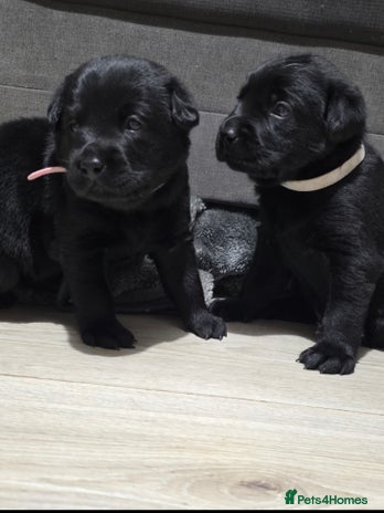 Labrador Retriever dogs - Advert 3