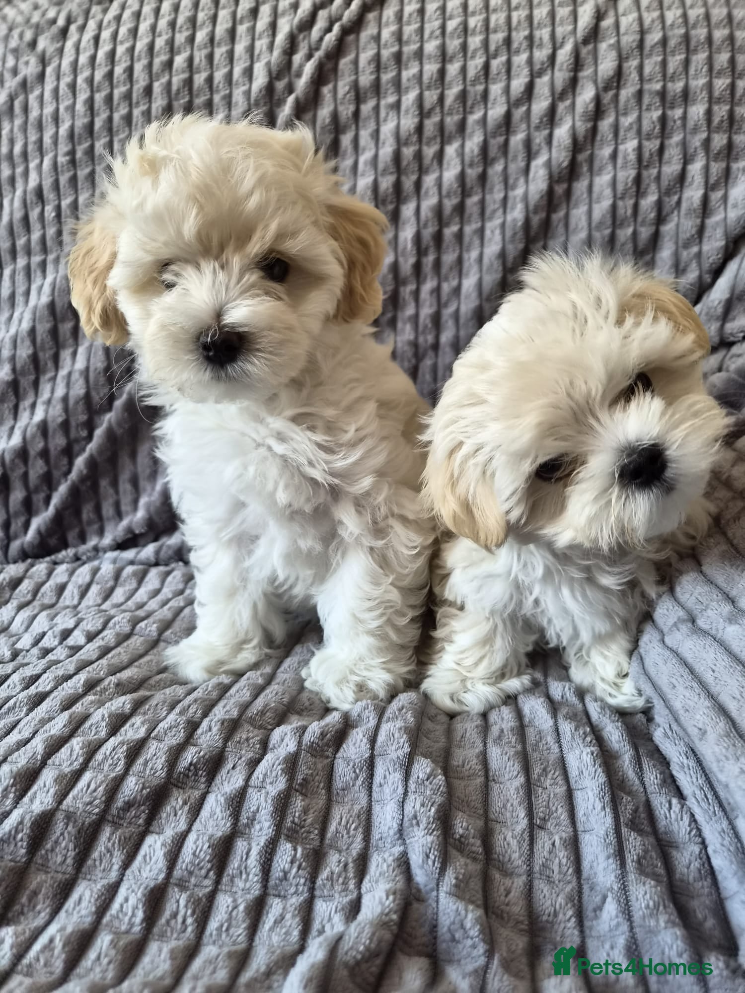 Maltipoo dogs ❗️READY NOW❗️⭐️TINY KOREAN MALTIPOO PUPPIES⭐️ - Advert 1