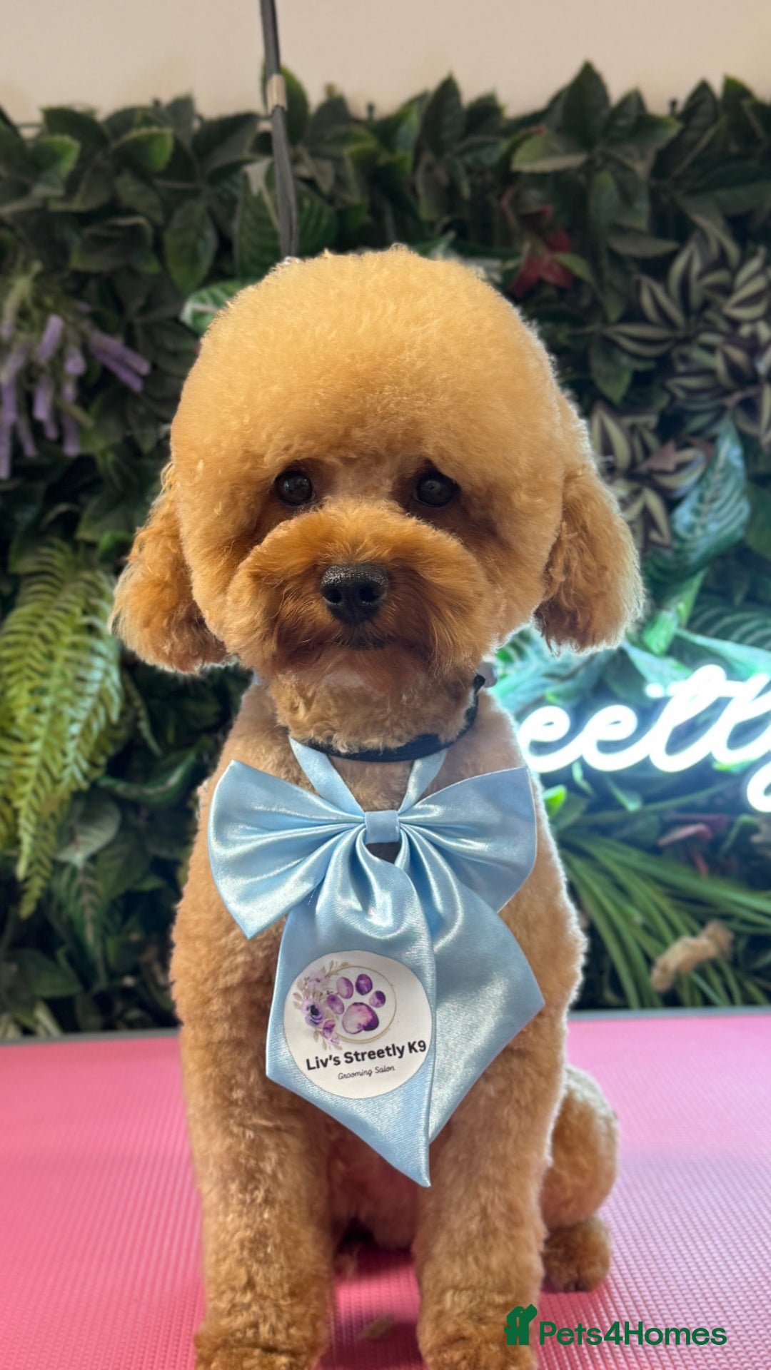 Cavapoo dogs for sale: F1b  waiting list now open for summer  2026  - Advert 3