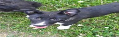 Border Collie 3