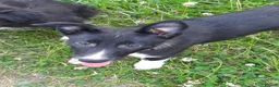 Border Collie dogs for sale: 4 adorable puppies for sale - Advert 22