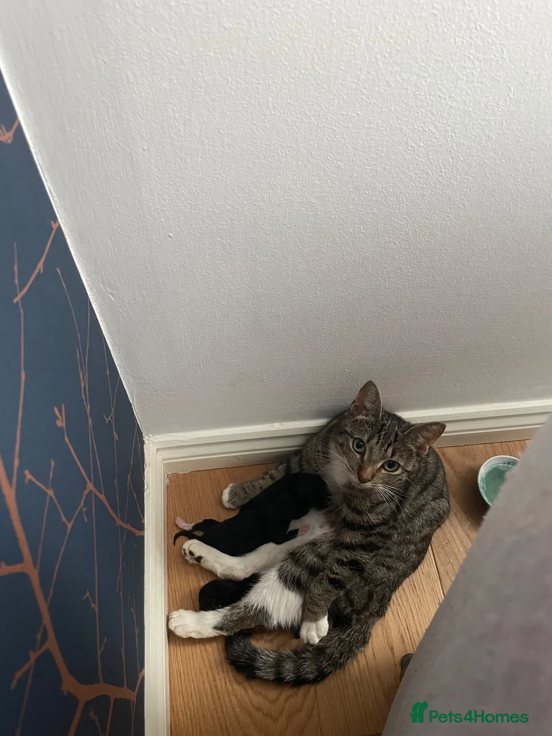Mixed Breed cats for sale: Mixed Kittens - Advert 1