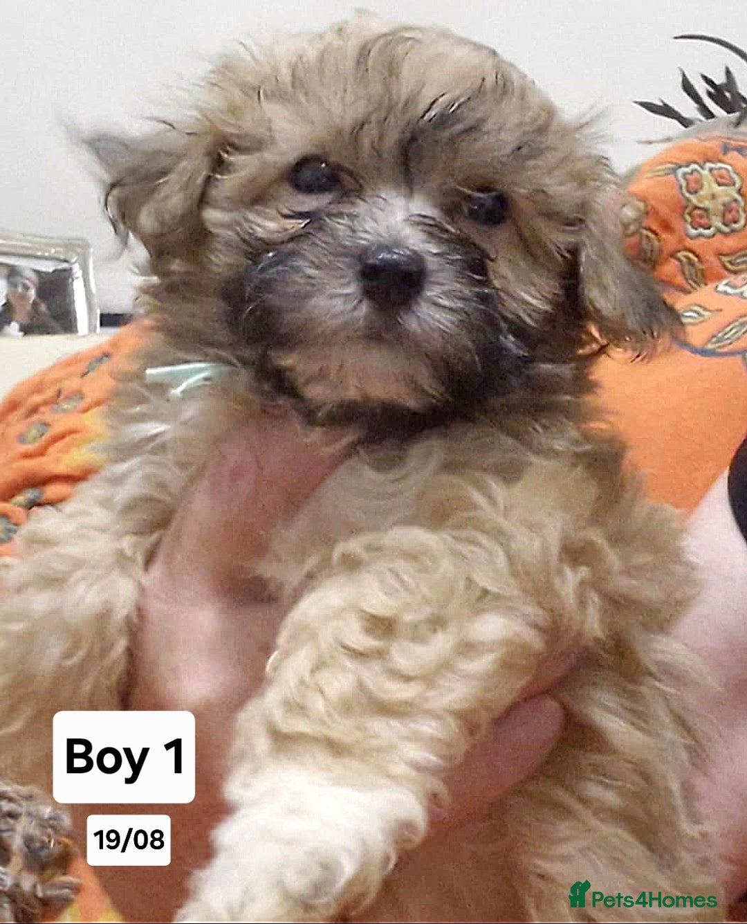 Maltipoo dogs for sale: Maltipoo puppy's - ready august 19th!  - Image 2