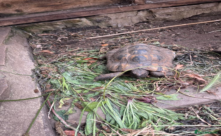 Tortoise reptiles - Advert 16