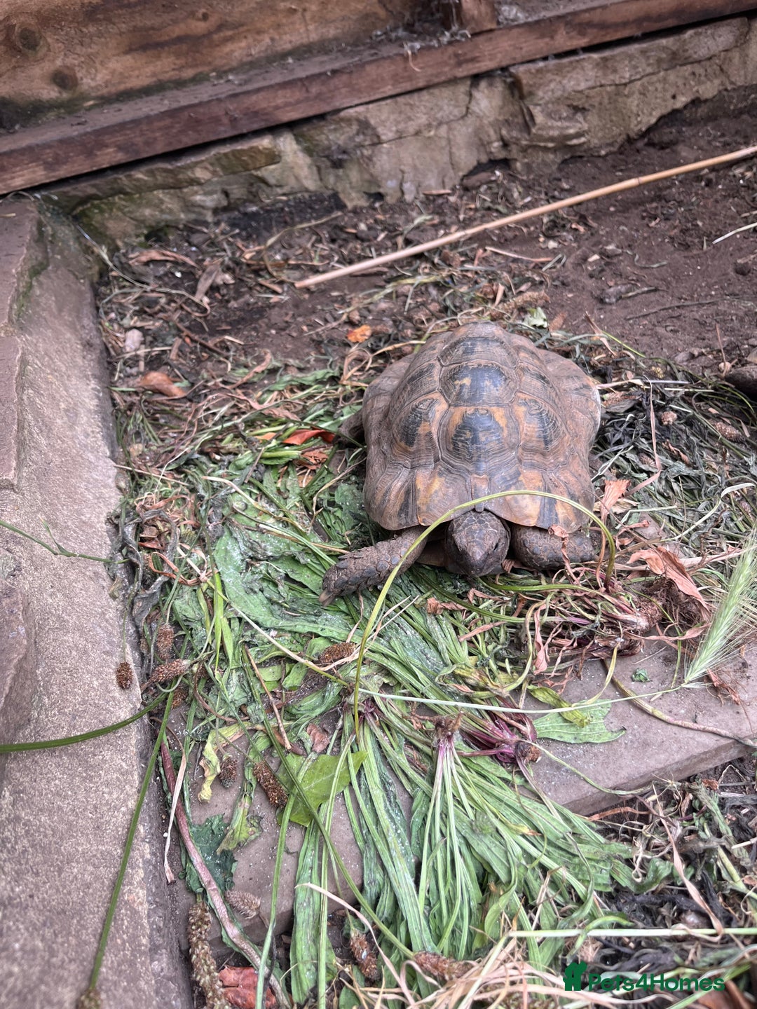 Tortoise reptiles for sale: Greek African spur thigh tortoise - Image 1