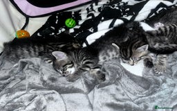 Mixed Breed cats for sale: 5 beautiful tabby kittens - Image 2