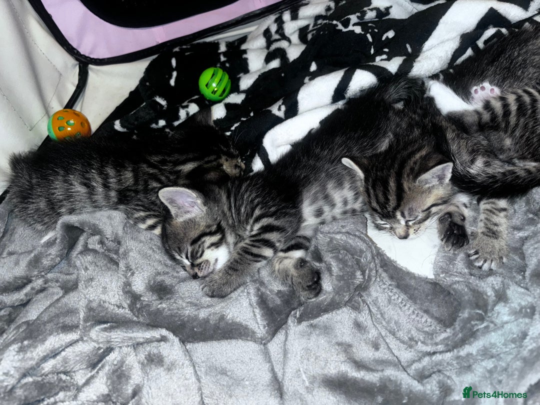 Mixed Breed cats for sale: 5 beautiful tabby kittens - Image 2