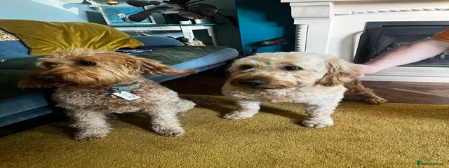 Hamish