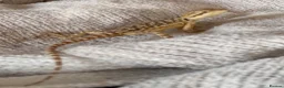 Bearded Dragon reptiles for sale: Baby Bearded dragon and enclosure.  in Waterlooville - Advert 3