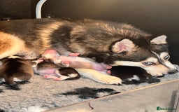 Pomsky dogs for sale: Lilac sired F2 masked Pomsky blue eyes  - Image 8