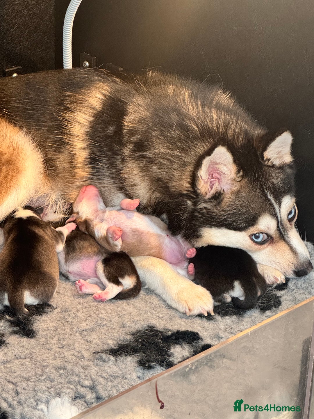 Pomsky dogs for sale: Lilac sired F2 masked Pomsky blue eyes  - Image 8