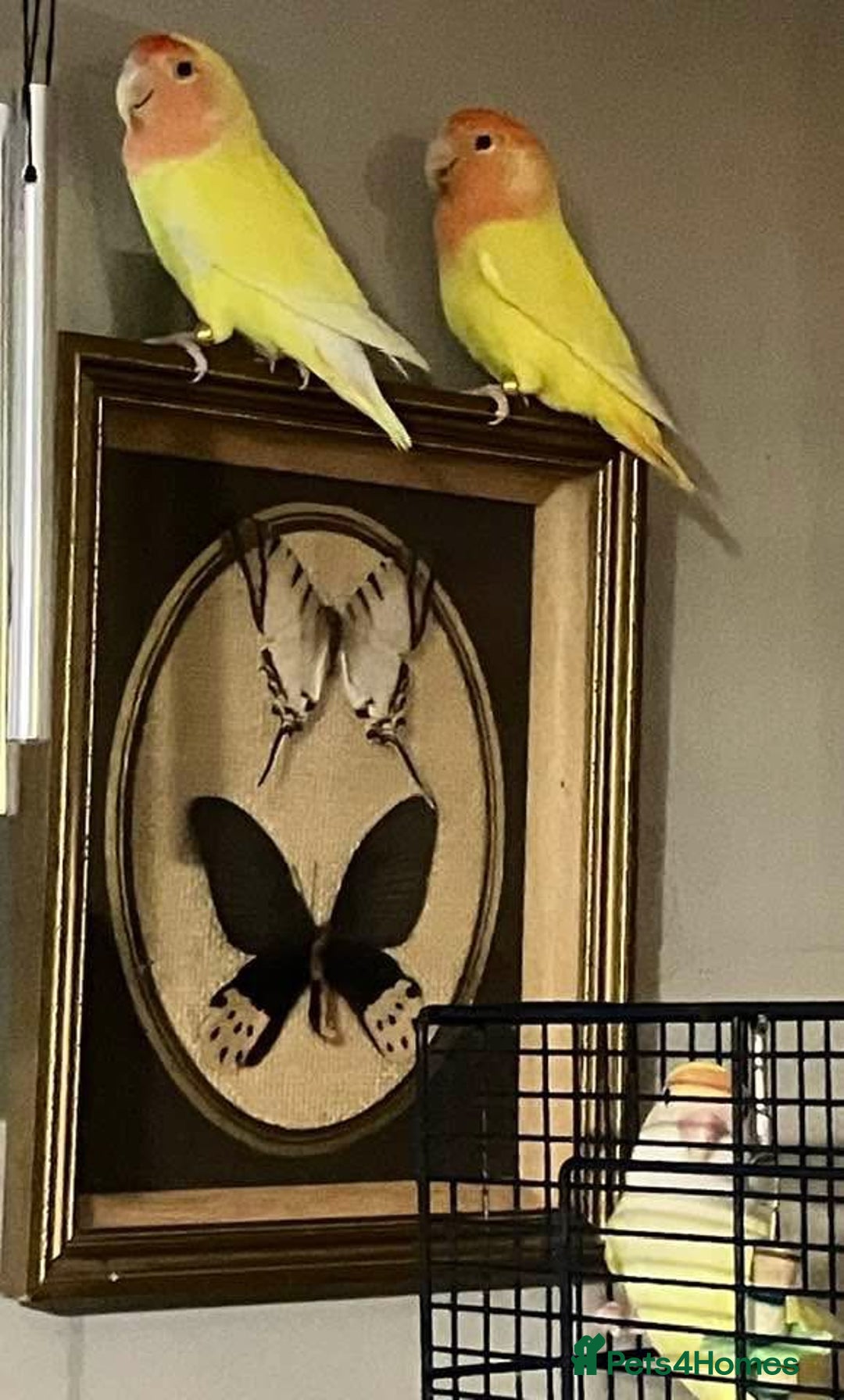 Lovebirds birds for sale: Lutino Peach Faced Lovebird - Female  - Advert 4